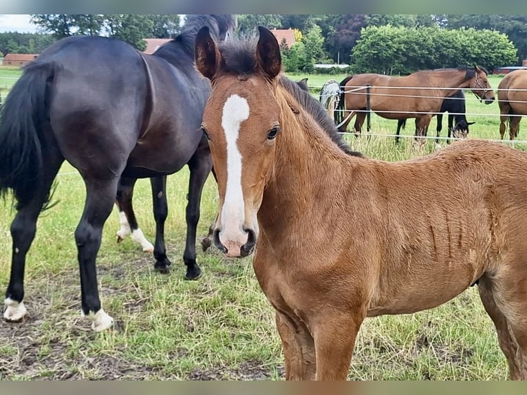 Oldenburg Stallion 1 year Brown in Stuhr