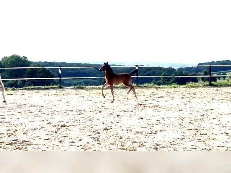 Oldenburg Stallion 1 year Brown in Vlotho