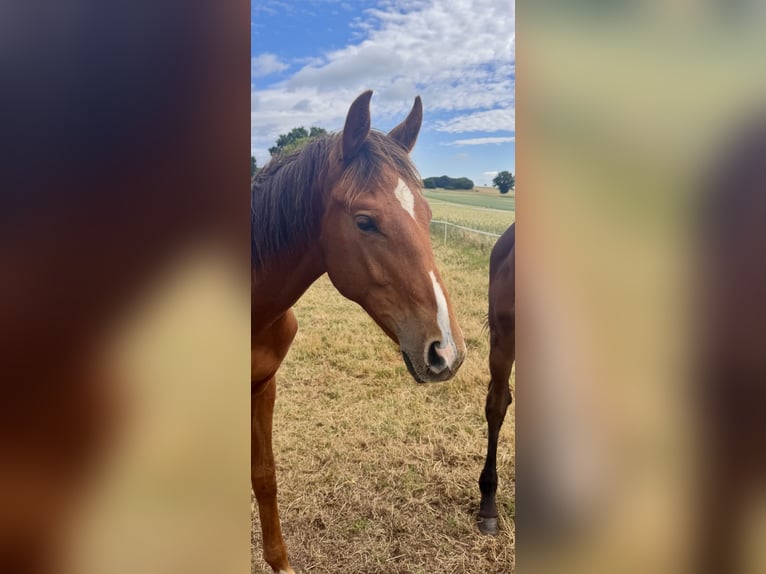 Oldenburg Stallion 1 year Chestnut in Adelebsen