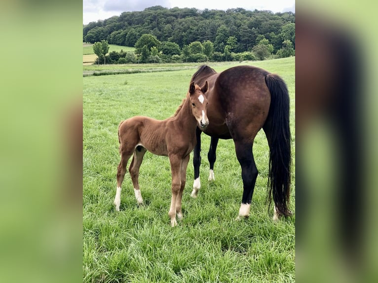 Oldenburg Stallion 1 year Chestnut in Adelebsen