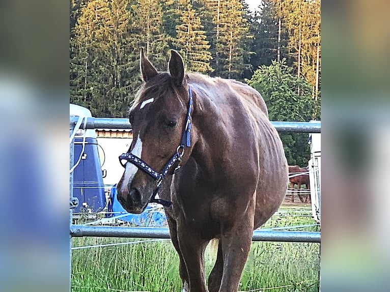 Oldenburg Stallion 1 year Chestnut in Isny im Allgäu