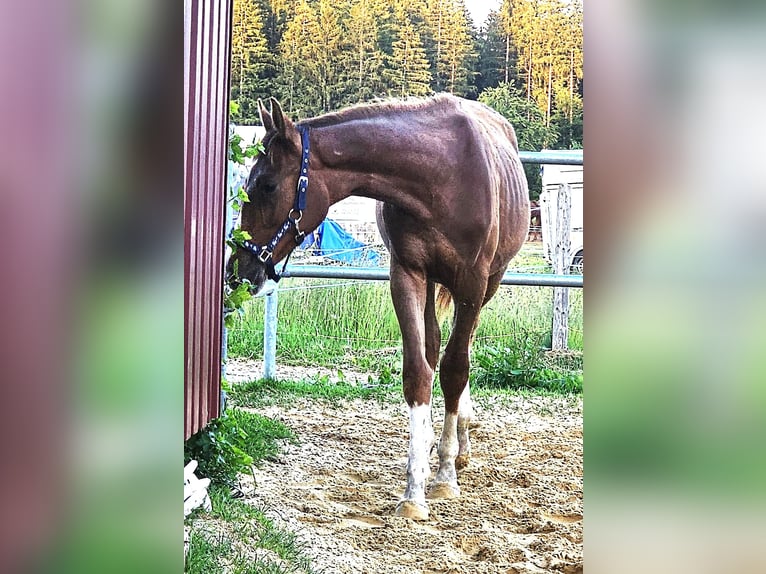 Oldenburg Stallion 1 year Chestnut in Isny im Allgäu
