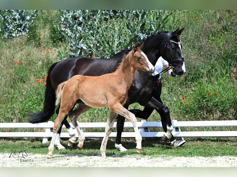 Oldenburg Stallion 1 year Chestnut in Bismark