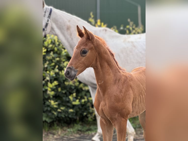 Oldenburg Stallion 1 year Chestnut in Gehrde