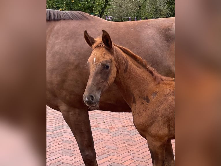 Oldenburg Stallion 1 year Chestnut in Löningen