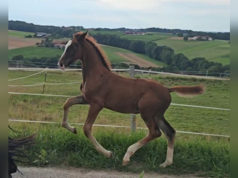 Oldenburg Stallion 1 year Chestnut in Sankt Wolfgang