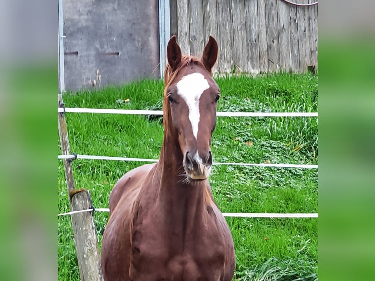 Oldenburg Stallion 1 year Chestnut in Sankt Wolfgang