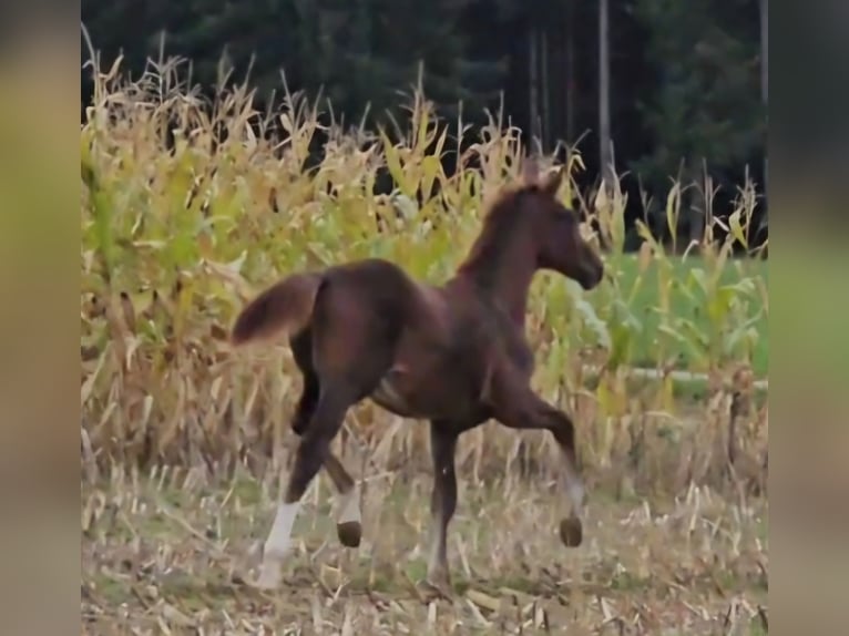 Oldenburg Stallion 1 year Chestnut in Sankt Wolfgang