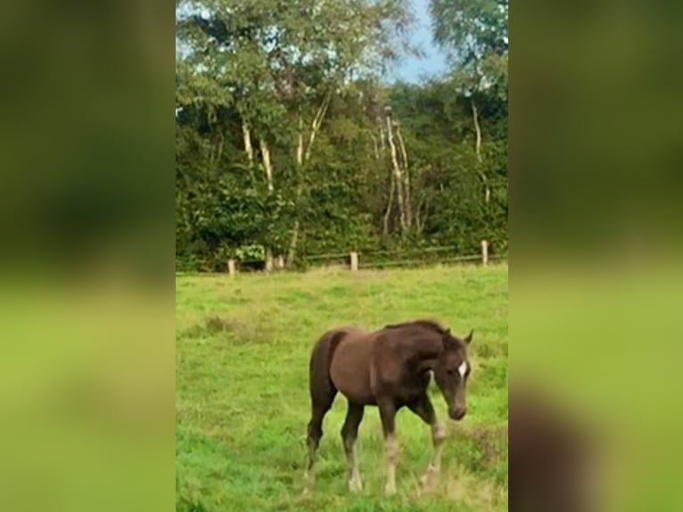 Oldenburg Stallion 1 year Chestnut in Bremen