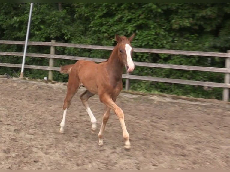 Oldenburg Stallion 1 year Chestnut-Red in Cloppenburg