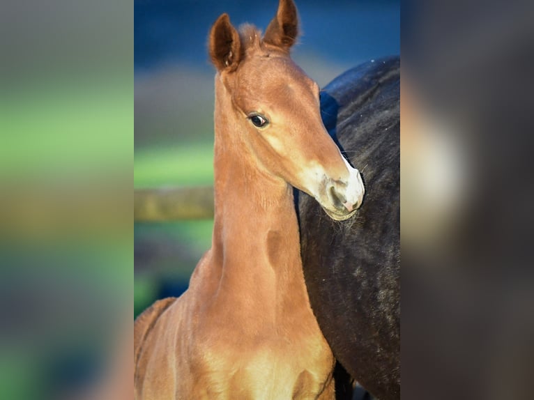 Oldenburg Stallion 1 year Chestnut-Red in Hetzerath