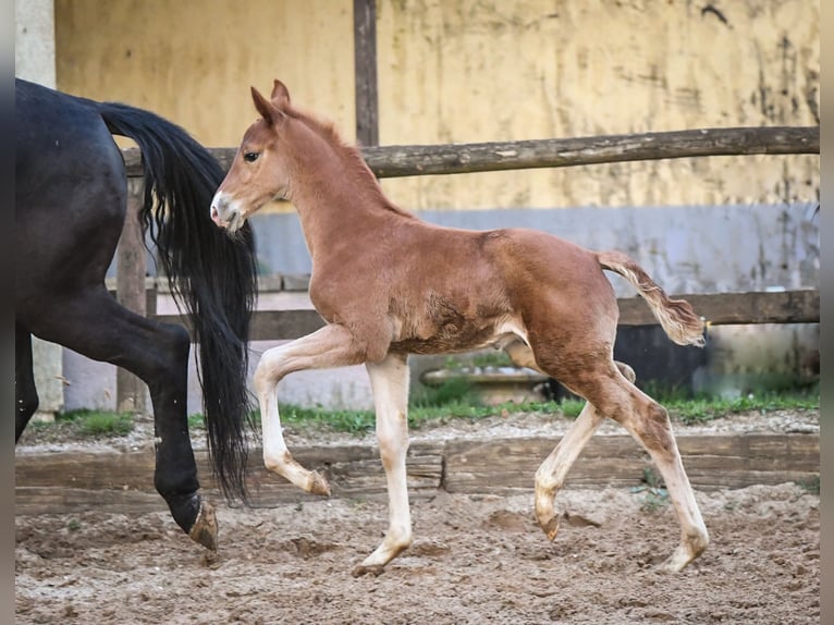 Oldenburg Stallion 1 year Chestnut-Red in Hetzerath