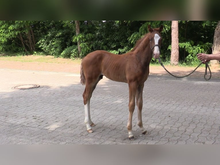 Oldenburg Stallion 1 year Chestnut-Red in Cloppenburg