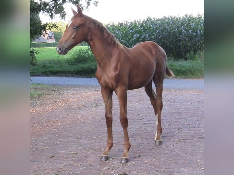 Oldenburg Stallion 1 year Chestnut-Red in Cloppenburg