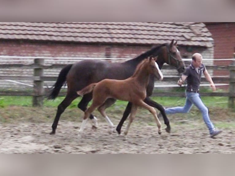 Oldenburg Stallion 1 year Chestnut-Red in Cloppenburg