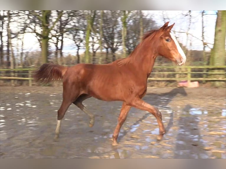 Oldenburg Stallion 1 year Chestnut-Red in Cloppenburg