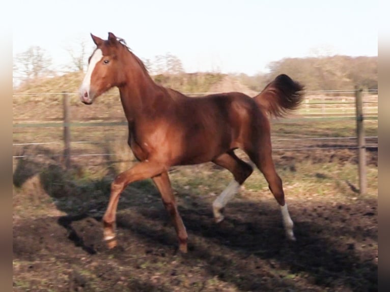 Oldenburg Stallion 1 year Chestnut-Red in Cloppenburg