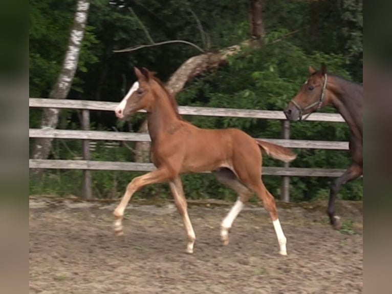 Oldenburg Stallion 1 year Chestnut-Red in Cloppenburg