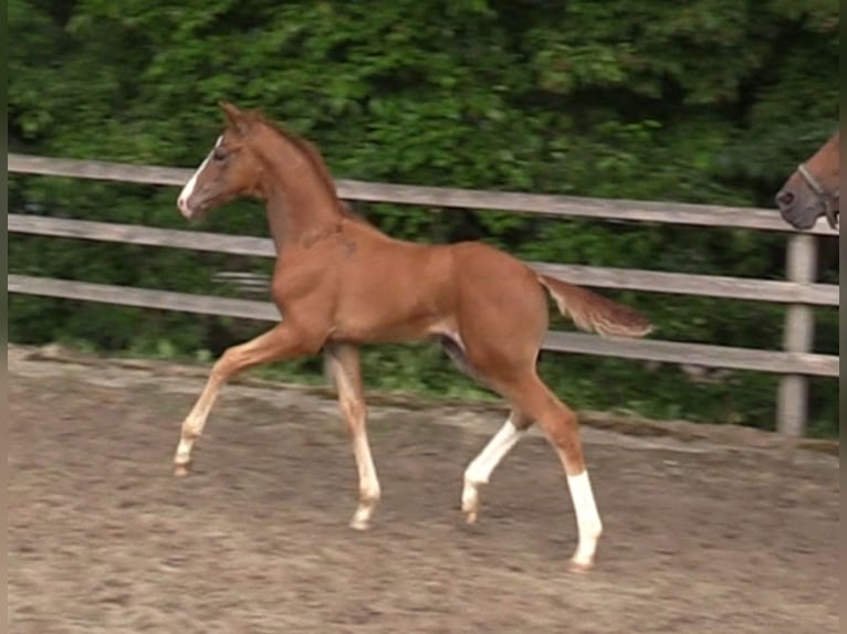 Oldenburg Stallion 1 year Chestnut-Red in Cloppenburg