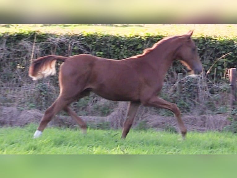 Oldenburg Stallion 1 year Chestnut-Red in Cloppenburg