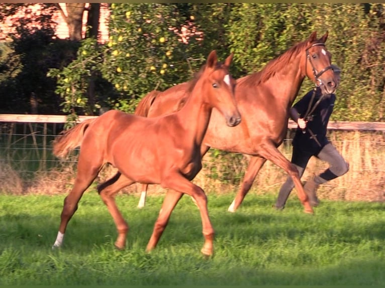 Oldenburg Stallion 1 year Chestnut-Red in Cloppenburg