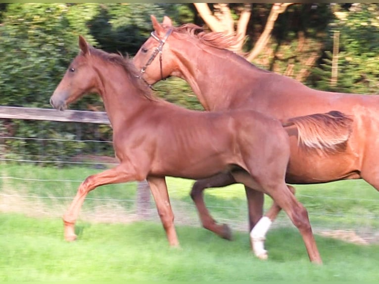 Oldenburg Stallion 1 year Chestnut-Red in Cloppenburg