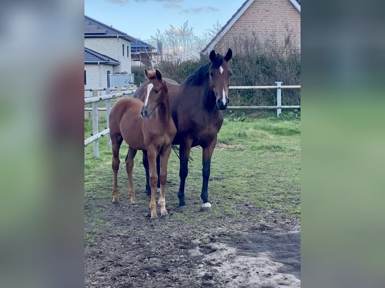 Oldenburg Stallion 1 year Chestnut-Red in Garrel