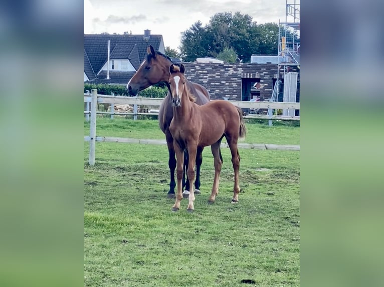 Oldenburg Stallion 1 year Chestnut-Red in Garrel