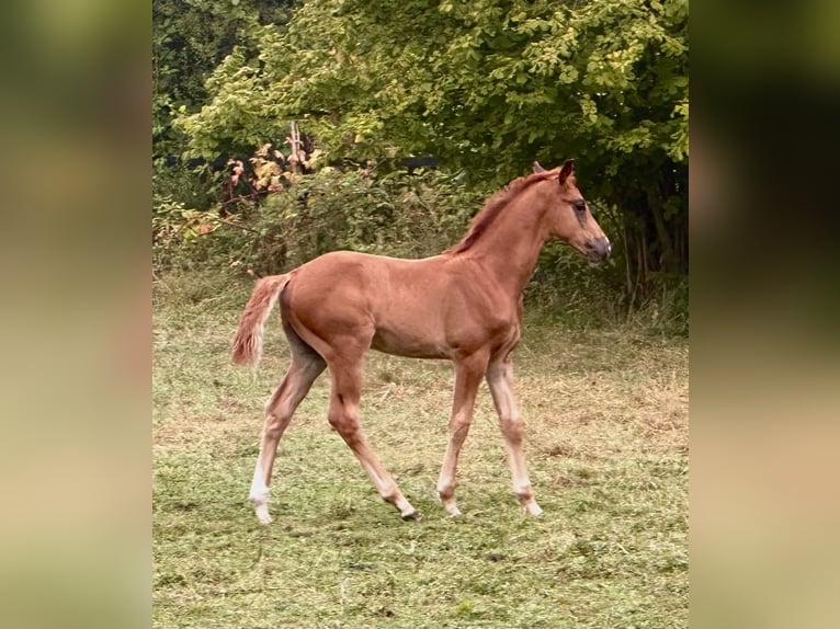 Oldenburg Mix Stallion 1 year Chestnut-Red in Mülheim an der Ruhr