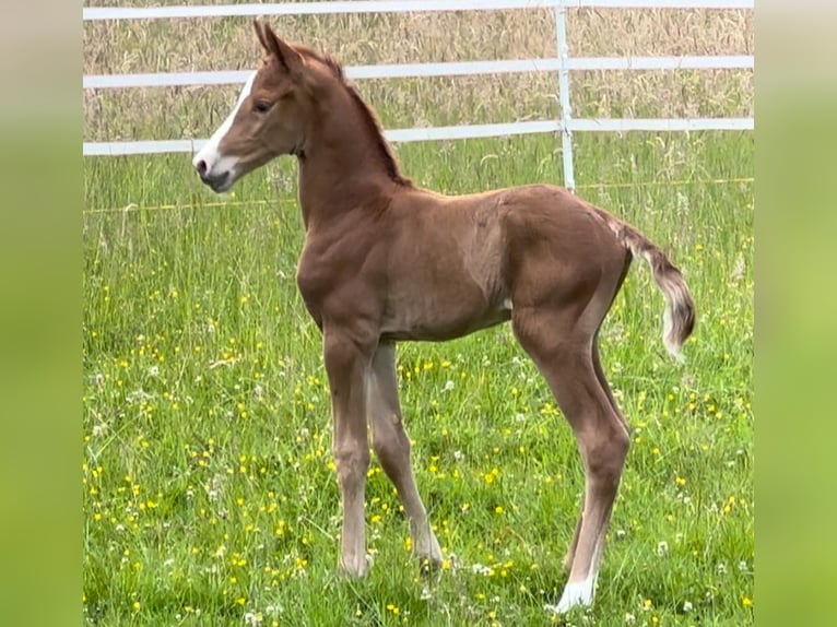 Oldenburg Mix Stallion 1 year Chestnut-Red in Mülheim an der Ruhr