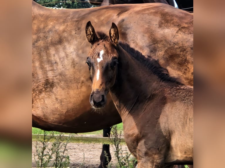 Oldenburg Stallion 1 year in Ehrenburg