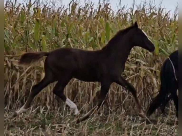 Oldenburg Stallion 1 year in Sankt Wolfgang