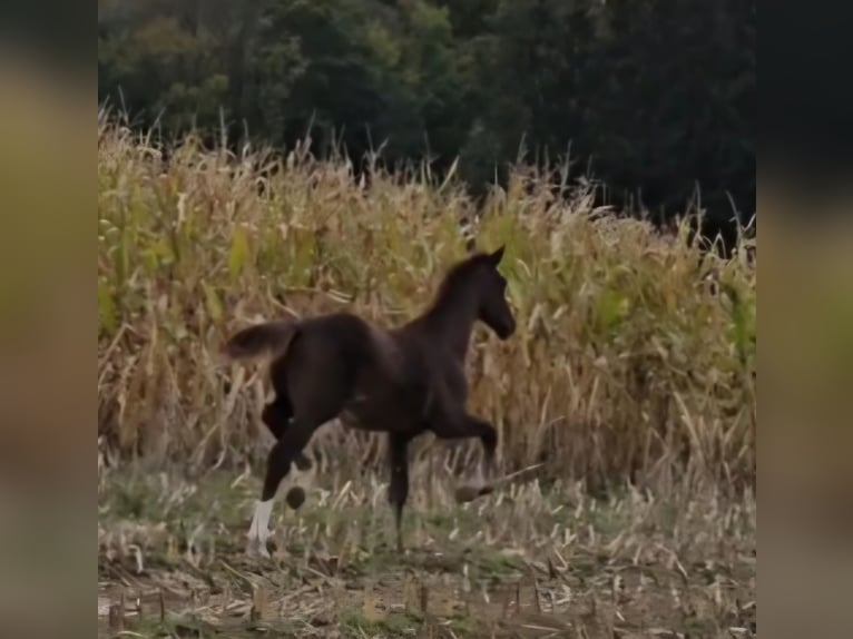 Oldenburg Stallion 1 year in Sankt Wolfgang