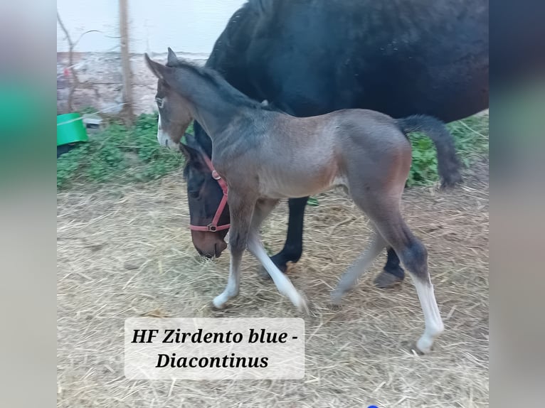 Oldenburg Stallion 1 year Grey-Dapple in Staufenberg