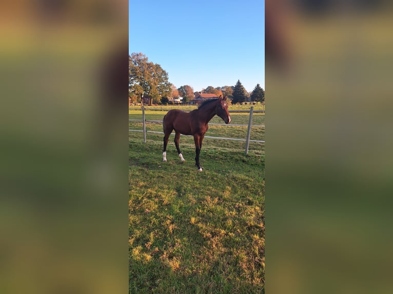 Oldenburg Stallion 1 year in Rotenburg (W&#xFC;mme)