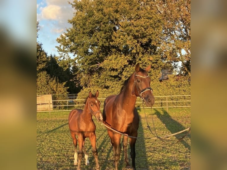 Oldenburg Stallion 1 year in Rotenburg (W&#xFC;mme)