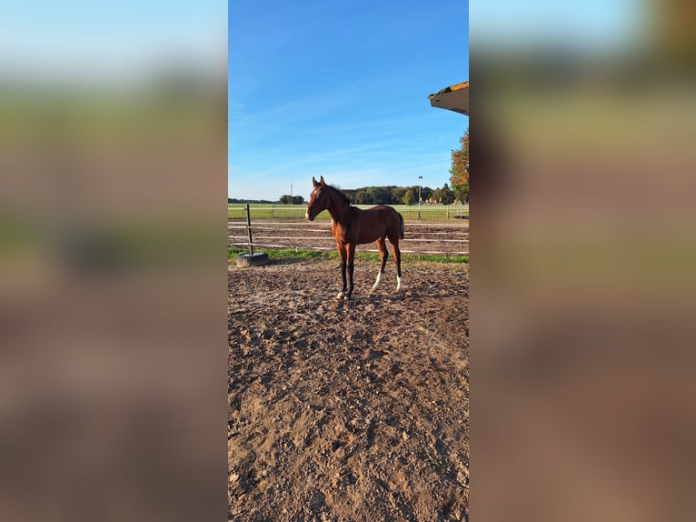 Oldenburg Stallion 1 year in Rotenburg (W&#xFC;mme)
