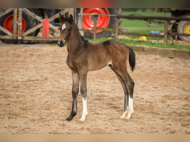 Oldenburg Stallion 1 year Smoky-Black in Hetzerath