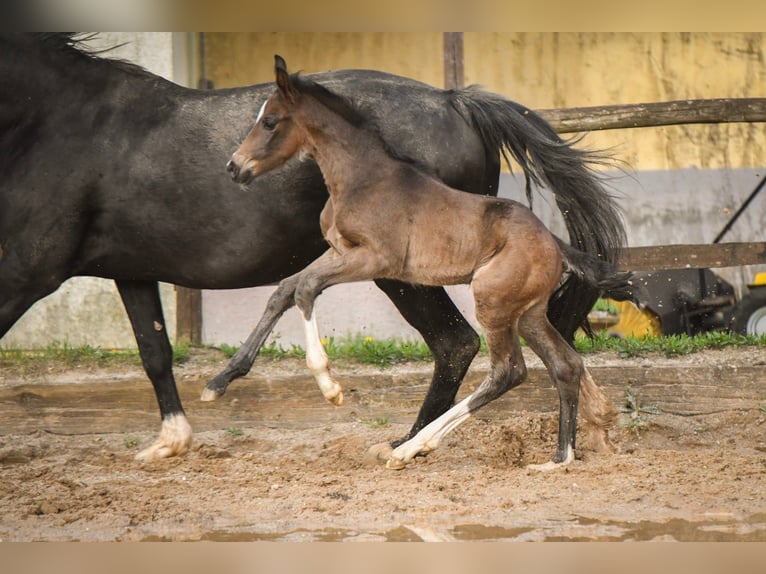 Oldenburg Stallion 1 year Smoky-Black in Hetzerath