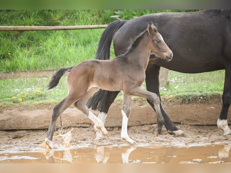 Oldenburg Stallion 1 year Smoky-Black in Hetzerath