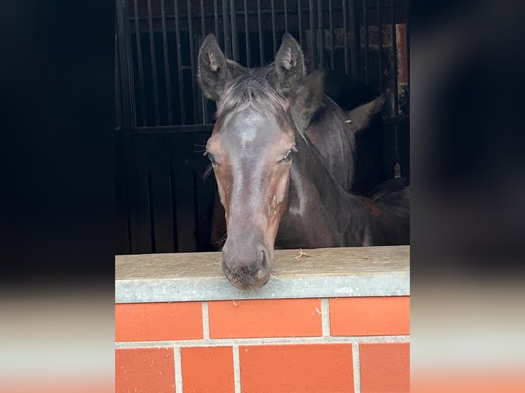 Oldenburg Stallion 1 year Smoky-Black in Dassel