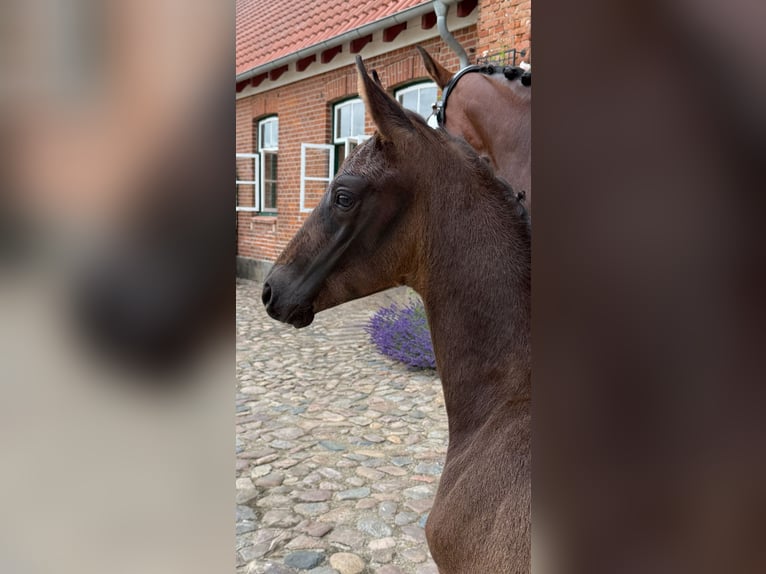 Oldenburg Stallion 1 year Smoky-Black in Grebin