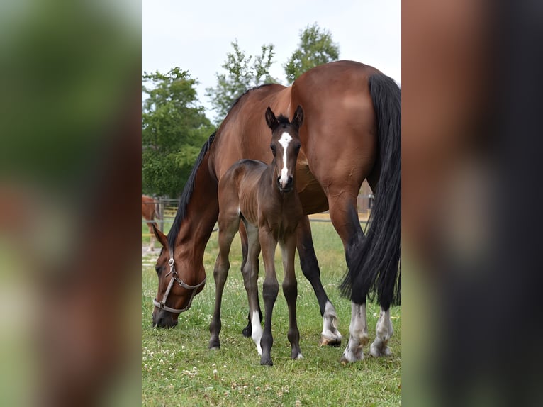 Oldenburg Stallion 1 year Smoky-Black in Hude (Oldenburg)