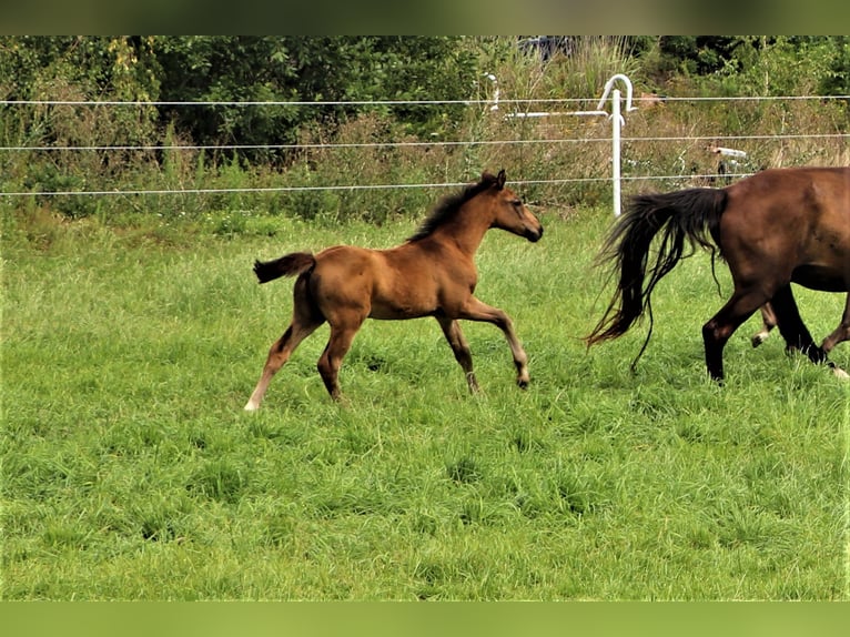 Oldenburg Stallion 1 year Smoky-Black in Hankensbüttel