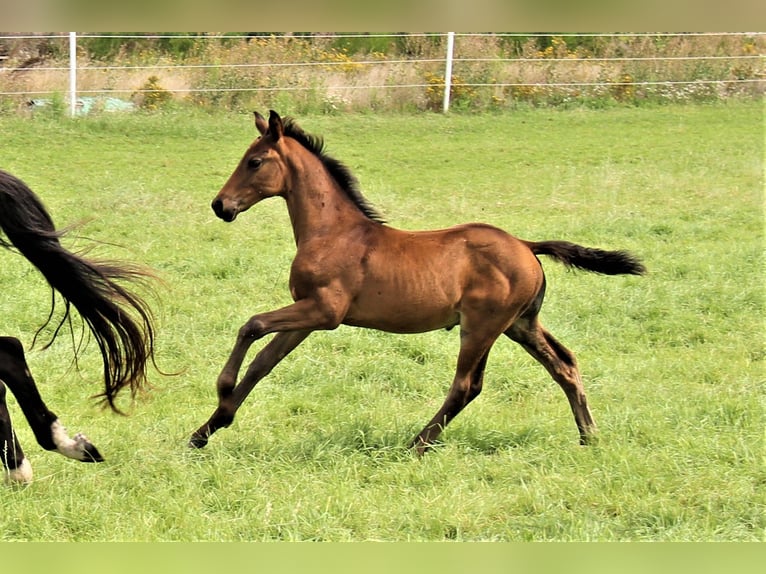 Oldenburg Stallion 1 year Smoky-Black in Hankensbüttel