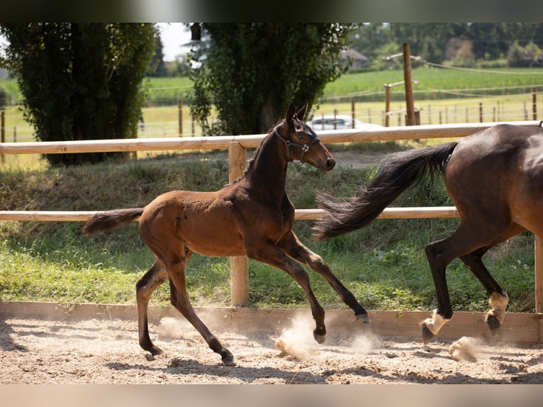 Oldenburg Stallion 1 year Smoky-Black in Steinbrunn le bas