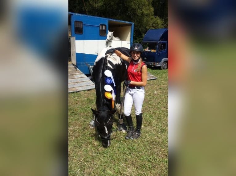 Oldenburg Stallion 20 years 16 hh Pinto in Zweibrücken