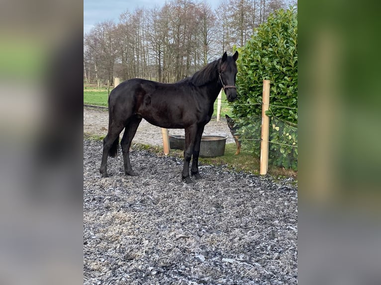 Oldenburg Stallion 2 years 15,3 hh Black in Saterland