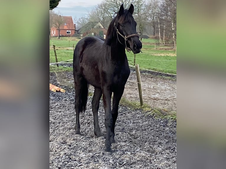 Oldenburg Stallion 2 years 15,3 hh Black in Saterland