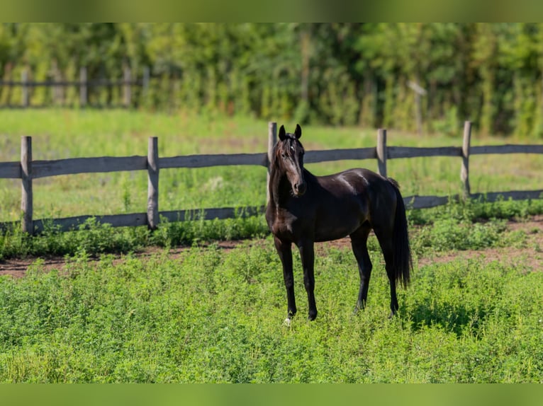 Oldenburg Stallion 2 years 15,2 hh Black in Debrecen